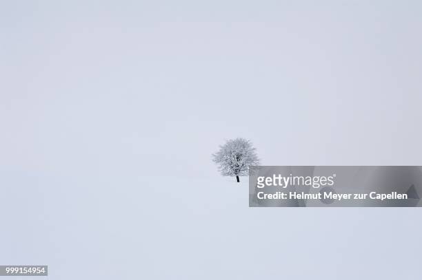 solitary fruit tree in snow-covered landscape, ruesselbach, upper franconia, bavaria, germany - upper franconia stock pictures, royalty-free photos & images