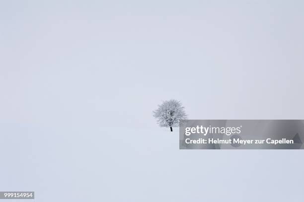 solitary fruit tree in snow-covered landscape, ruesselbach, upper franconia, bavaria, germany - upper franconia - fotografias e filmes do acervo