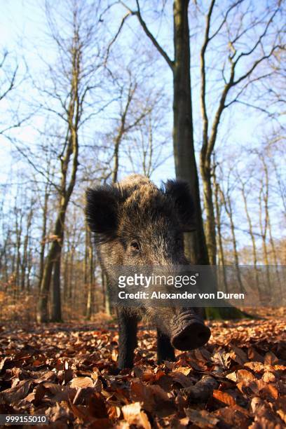 wild boar (sus scrofa), naturpark arnsberger wald, sauerland, north rhine-westphalia, germany - wald fotografías e imágenes de stock