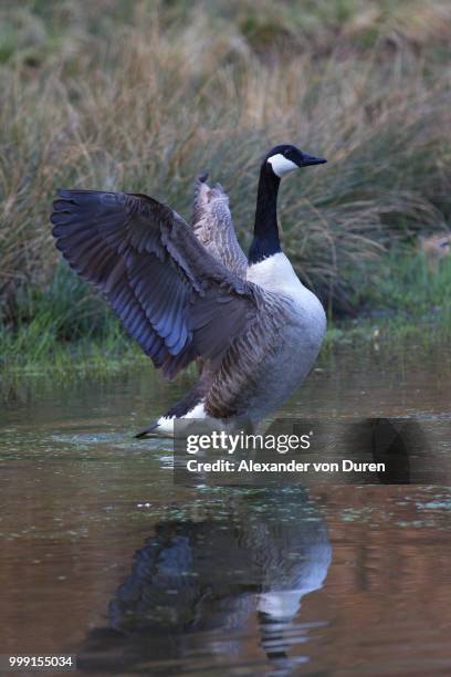 canada goose (branta canadensis), naturpark arnsberger wald, sauerland, north rhine-westphalia, germany - wald stock pictures, royalty-free photos & images