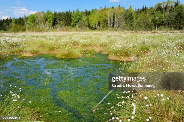 flooded bog with blooming hare's-tail cottongrass, tussock cottongrass or sheathed cottonsedge (eriophorum vaginatum) in the siltation ponds with peat moss (sphagnum sp.), grundbeckenmoor marsh near rosenheim, inntal, voralpenland, raubling, upper - rosenheim stock-fotos und bilder