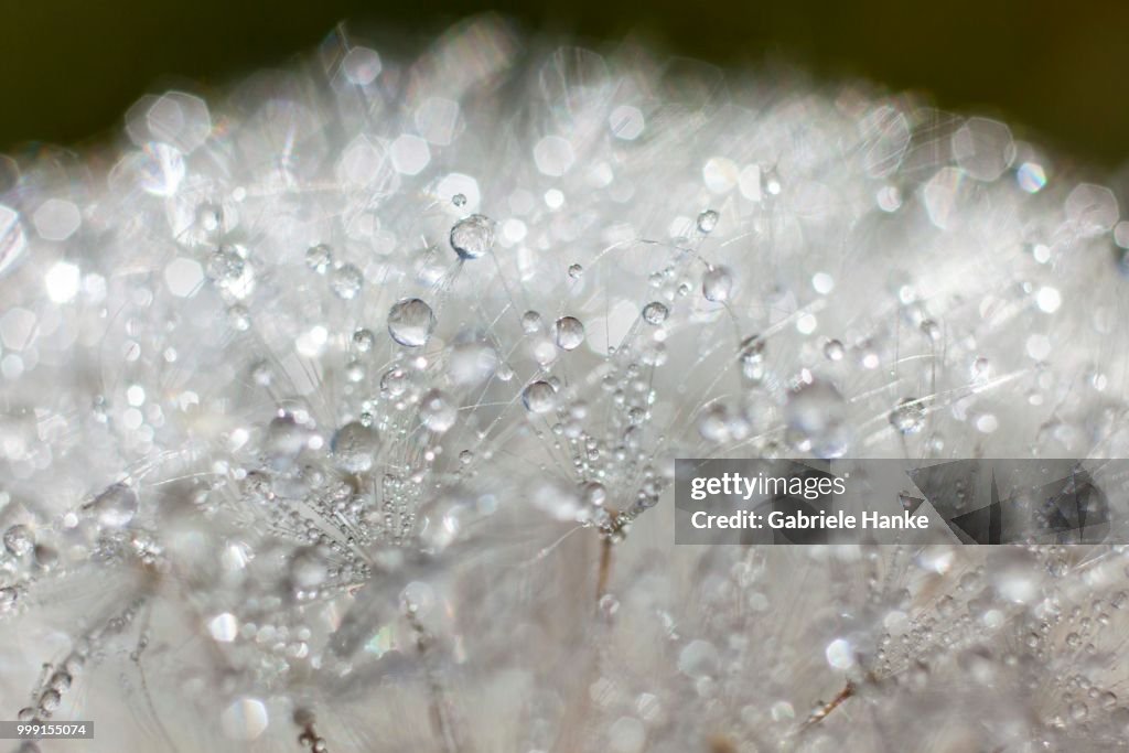 Dandelion (Taraxacum officinale), clock covered with drops of dew, Riesa, Saxony, Germany