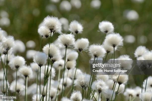 blooming hare's-tail cottongrass, tussock cottongrass or sheathed cottonsedge (eriophorum vaginatum), inntal, voralpenland, raubling, upper bavaria, bavaria, germany - wollgras stock-fotos und bilder