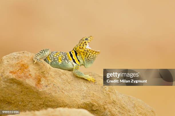 common collared lizard - crotaphytidae stock pictures, royalty-free photos & images