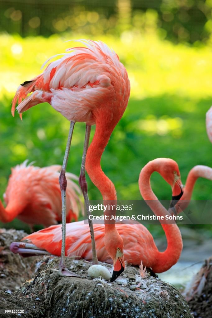 Red Flamingoes or Cuban Flamingoes (Phoenicopterus ruber ruber), adult, brooding, on nests, native to South America, captive, Heidelberg, Baden-Wuerttemberg, Germany
