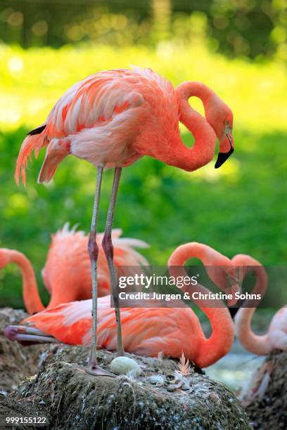 red flamingoes or cuban flamingoes (phoenicopterus ruber ruber), adult, brooding, on nests, native to south america, captive, heidelberg, baden-wuerttemberg, germany - roter flamingo stock-fotos und bilder