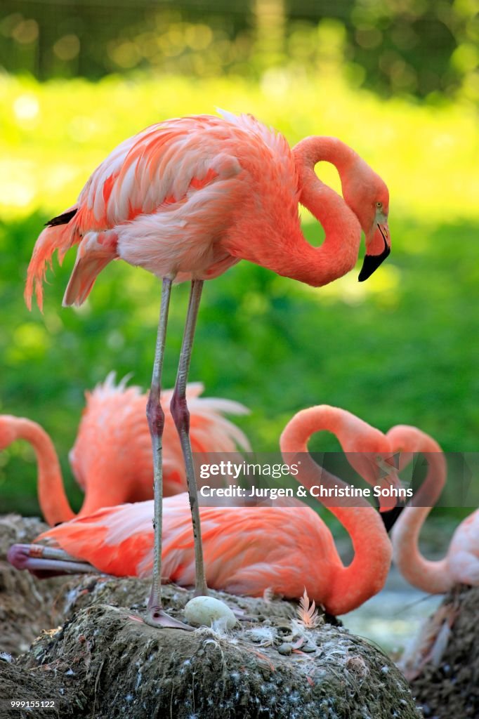 Red Flamingoes or Cuban Flamingoes (Phoenicopterus ruber ruber), adult, brooding, on nests, native to South America, captive, Heidelberg, Baden-Wuerttemberg, Germany