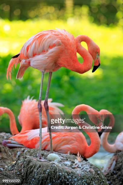 red flamingoes or cuban flamingoes (phoenicopterus ruber ruber), adult, brooding, on nests, native to south america, captive, heidelberg, baden-wuerttemberg, germany - broeden stockfoto's en -beelden