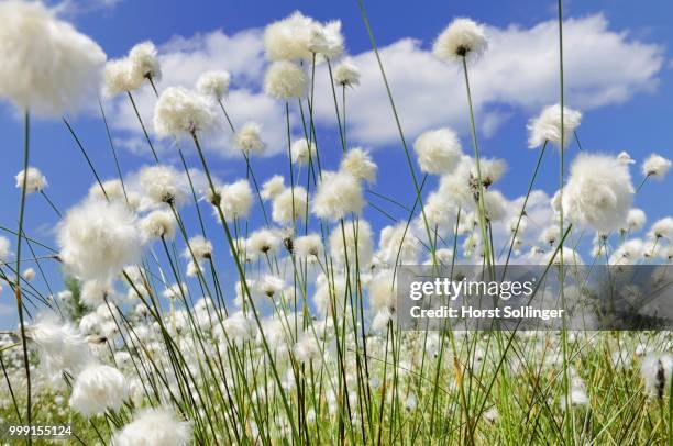 blooming hare's-tail cottongrass, tussock cottongrass or sheathed cottonsedge (eriophorum vaginatum) against a blue sky with white clouds, inntal, voralpenland, raubling, upper bavaria, bavaria, germany - wollgras stock-fotos und bilder