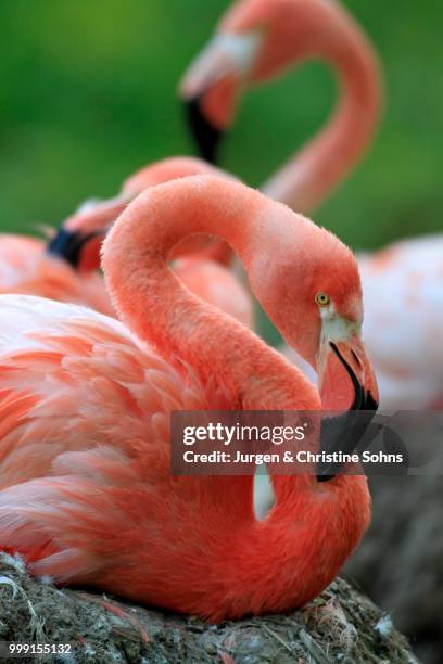 red flamingoes or cuban flamingoes (phoenicopterus ruber ruber), adult, brooding, on nests, native to south america, captive, heidelberg, baden-wuerttemberg, germany - roter flamingo stock-fotos und bilder