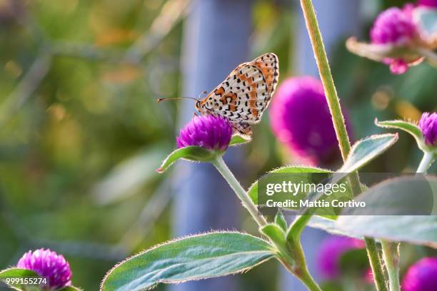 butterfly - matita stock pictures, royalty-free photos & images