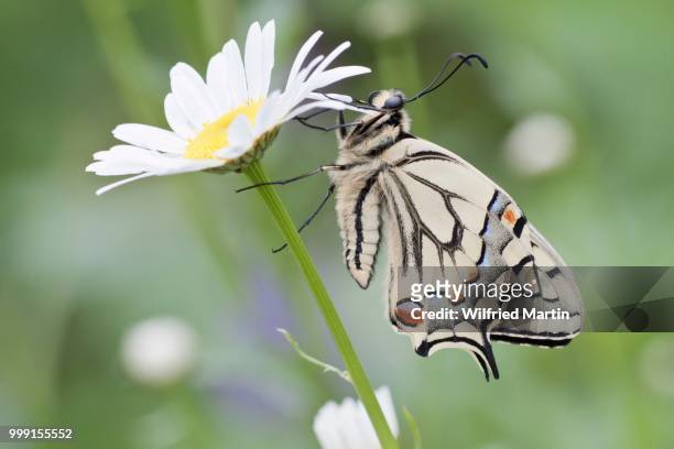 old world swallowtail (papilio machaon) butterfly on a marguerite, north hesse, hesse, germany - old world swallowtail stock pictures, royalty-free photos & images