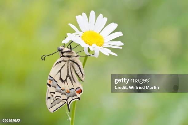 old world swallowtail (papilio machaon) butterfly on a marguerite, north hesse, hesse, germany - old world swallowtail stock pictures, royalty-free photos & images