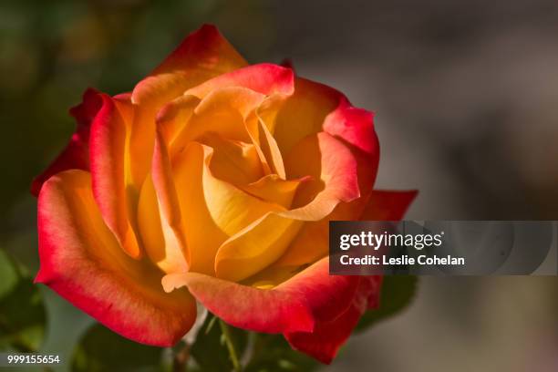 october rose - leslie stock pictures, royalty-free photos & images