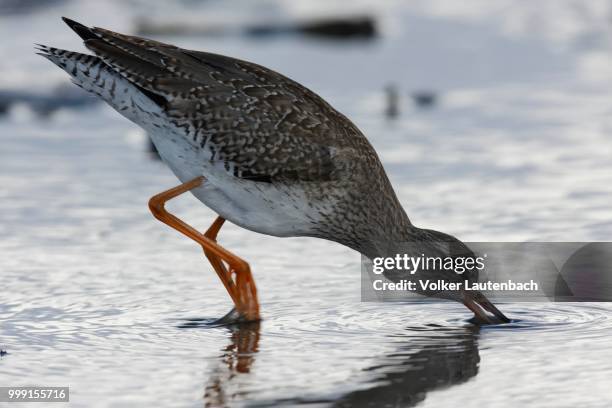 common redshank (tringa totanus) foraging in the mudflats during the autumn migration, east frisian islands, east frisia, lower saxony, germany - foraging on beach stock pictures, royalty-free photos & images