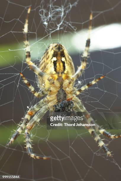 korsspindel - aranha de jardim - fotografias e filmes do acervo
