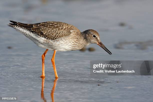 common redshank (tringa totanus) foraging in the mudflats during the autumn migration, east frisian islands, east frisia, lower saxony, germany - foraging on beach stock pictures, royalty-free photos & images