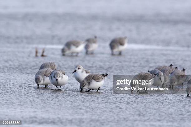 sanderling (calidris alba), flock in the mudflats during the spring migration, east frisian islands, east frisia, lower saxony, germany - sanderling bildbanksfoton och bilder