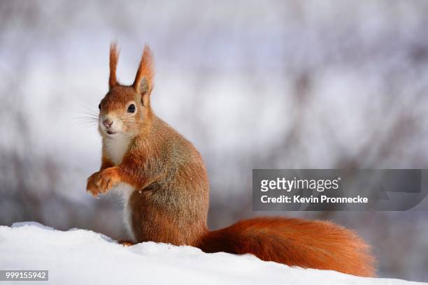 red squirrel (sciurus vulgaris) in the snow in winter, leipzig, saxony, germany - tree squirrel stock-fotos und bilder
