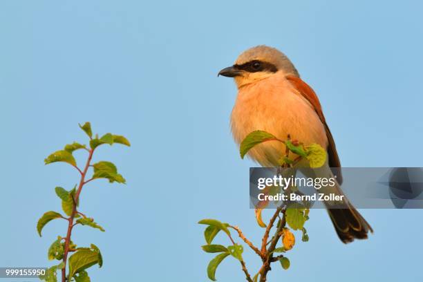 red-backed shrike (lanius collurio), male, perched on twig, biosphere reserve swabian alb, baden-wuerttemberg, germany - shrike stock pictures, royalty-free photos & images