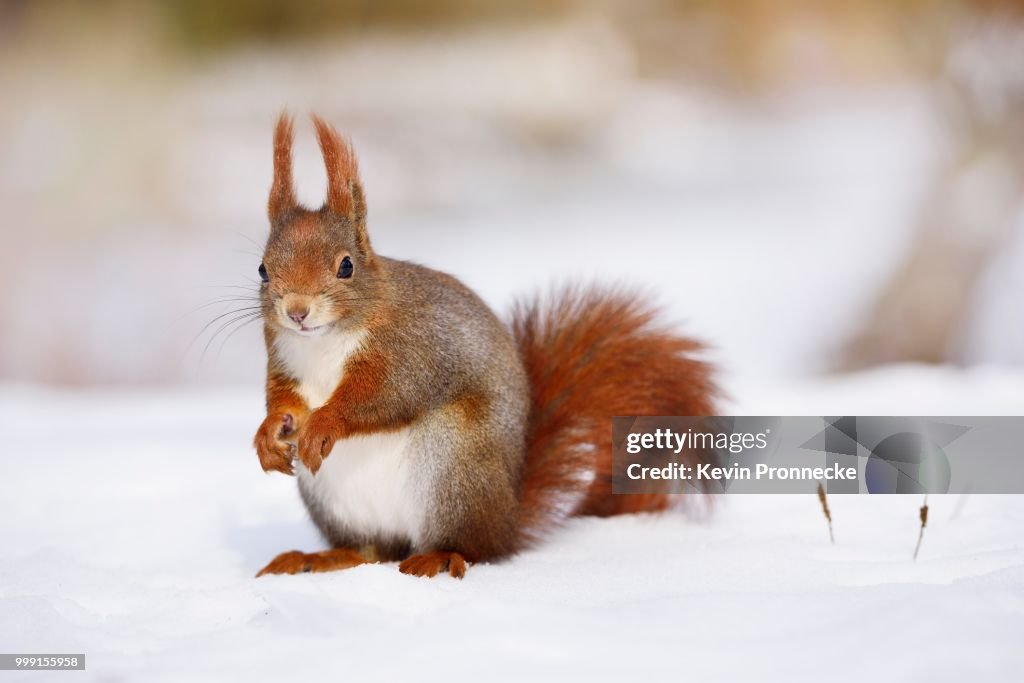 Red Squirrel (Sciurus vulgaris) in the snow in winter, Leipzig, Saxony, Germany