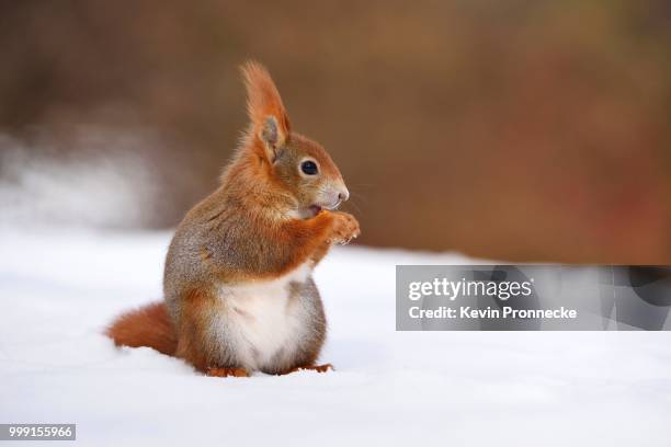 red squirrel (sciurus vulgaris) feeding in the snow in winter, leipzig, saxony, germany - tree squirrel stockfoto's en -beelden