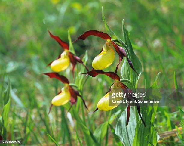 lady's slipper orchid (cypripedium calceolus), flowering, wittersroda, thuringia, germany - calceolus stock-fotos und bilder