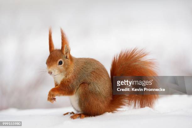 red squirrel (sciurus vulgaris) in the snow in winter, leipzig, saxony, germany - tree squirrel stock-fotos und bilder