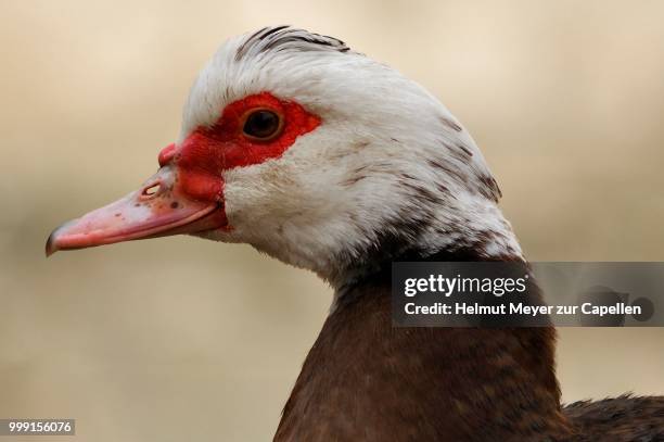 muscovy duck (cairina moschata), head, eckental, middle franconia, bavaria, germany - muscovy duck stock pictures, royalty-free photos & images