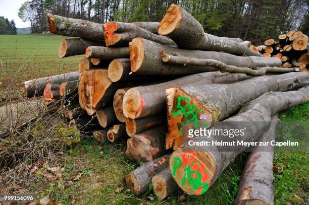 felled beech trees (fagus), logs, almos, hiltpoltstein, upper franconia, bavaria, germany - upper franconia - fotografias e filmes do acervo