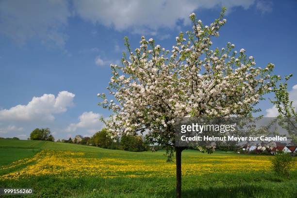 blossoming apple tree (malus domesticus), dandelion meadow village of pettensiedel at back, pettensiedel, igensdorf, upper franconia, bavaria, germany - upper franconia stock pictures, royalty-free photos & images