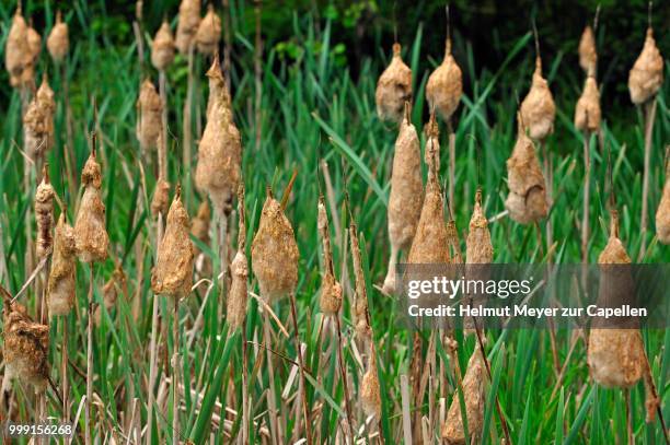 lesser bulrush or narrowleaf cattail (typha angustifolia), flowering, clotted together by rain, upper franconia, bavaria, germany - oberfranken stock-fotos und bilder