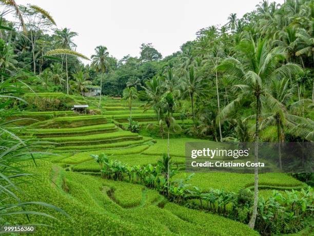 tegalalang i - cristiano imagens e fotografias de stock