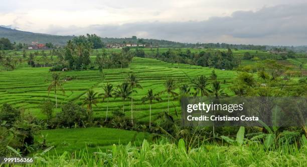 jatiluwih ii - jatiluwih rice terraces stock pictures, royalty-free photos & images