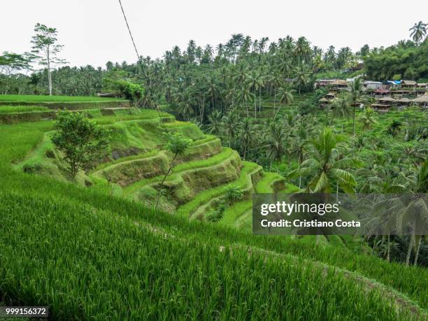 tegalalang v - cristiano imagens e fotografias de stock