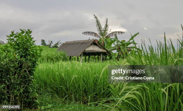 jatiluwih i - cristiano imagens e fotografias de stock