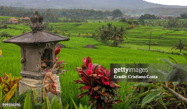jatiluwih iv - cristiano imagens e fotografias de stock