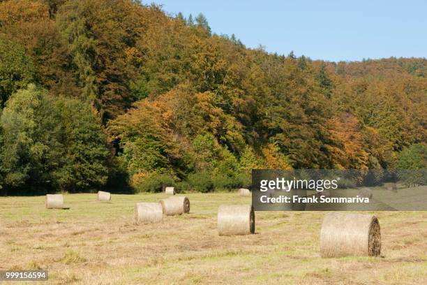bales of hay on a meadow, thueringer wald, thuringia, germany - wald fotografías e imágenes de stock