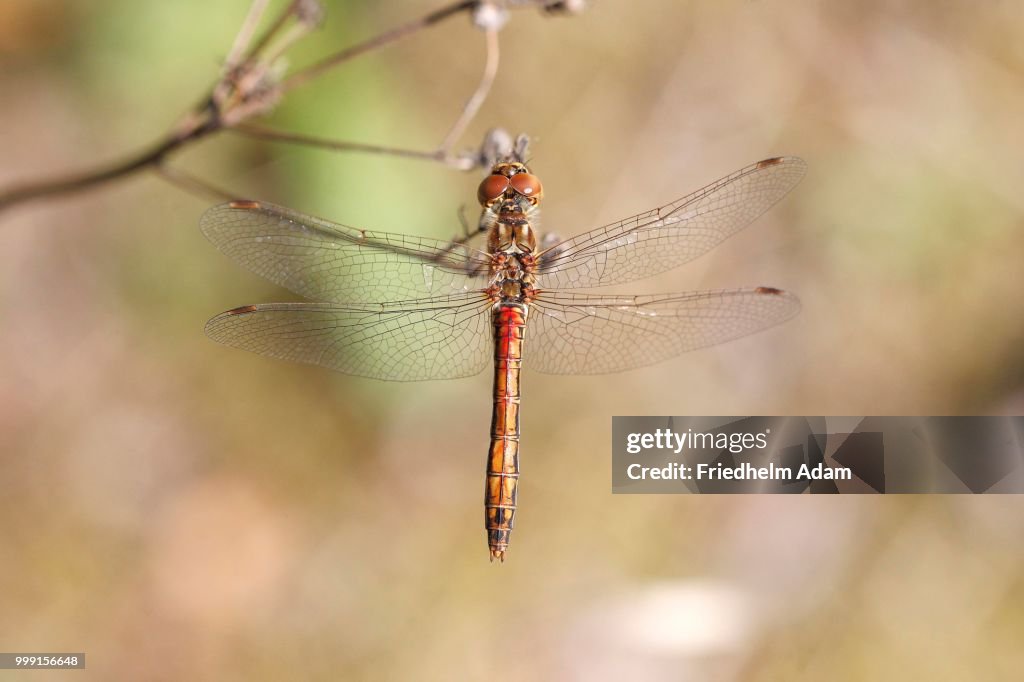 Vagrant Darter (Sympetrum vulgatum), female, North Rhine-Westphalia, Germany