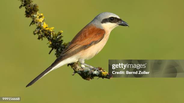 red-backed shrike (lanius collurio), male perched on a twig, swabian alb biosphere reserve, baden-wuerttemberg, germany - shrike stock pictures, royalty-free photos & images