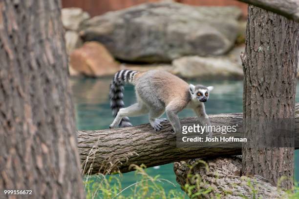 lemur - hoffman stock pictures, royalty-free photos & images