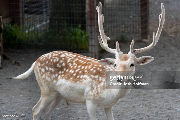 really cool deer - hoffman stock pictures, royalty-free photos & images
