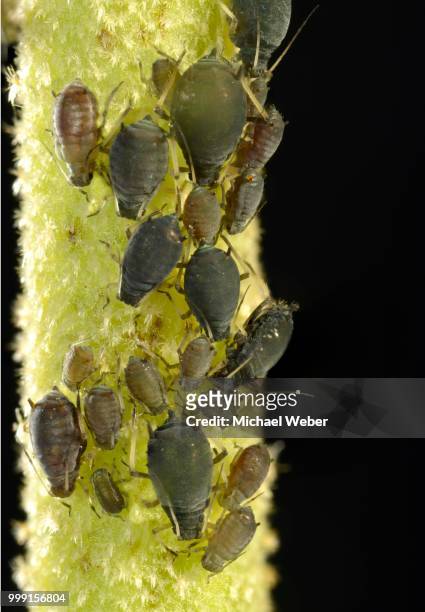 aphids (aphidoidea), colony, pests, macro shot, baden-wuerttemberg, germany - emittero foto e immagini stock
