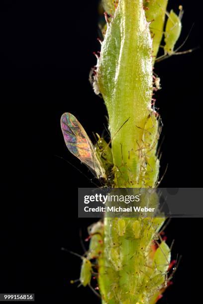 colony of large rose aphids (macrosiphum rosae), pests, on a rose (rosa), macro shot, baden-wuerttemberg, germany - hémiptère photos et images de collection