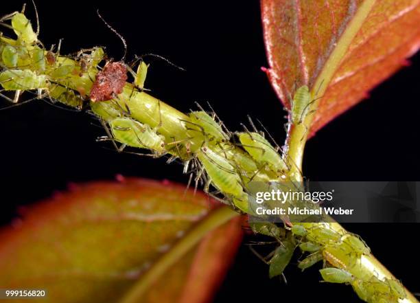 colony of large rose aphids (macrosiphum rosae), pests, on the stem and leaves of a rose (rosa), baden-wuerttemberg, germany - hémiptère photos et images de collection