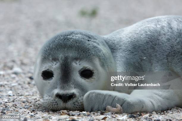 harbour seal (phoca vitulina), pup, east frisian islands, east frisia, lower saxony, germany - marine mammal center stock pictures, royalty-free photos & images