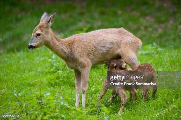 roe deer (capreolus capreolus), doe suckling two fawns, thuringia, germany - dia bildbanksfoton och bilder