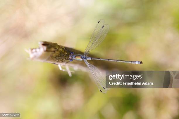 emerald damselfly or common spreadwing (lestes sponsa), male resting on a stalk, north rhine-westphalia, germany - sponsa stock-fotos und bilder