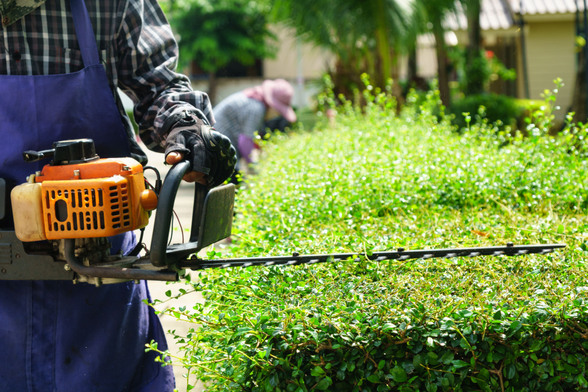summer garden maintenance