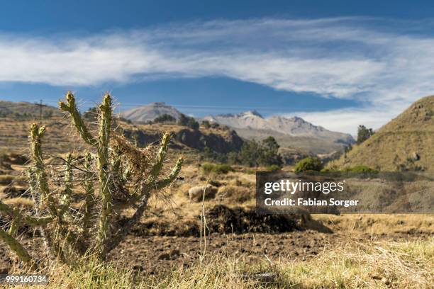 colca canyon, peru - colca stock pictures, royalty-free photos & images